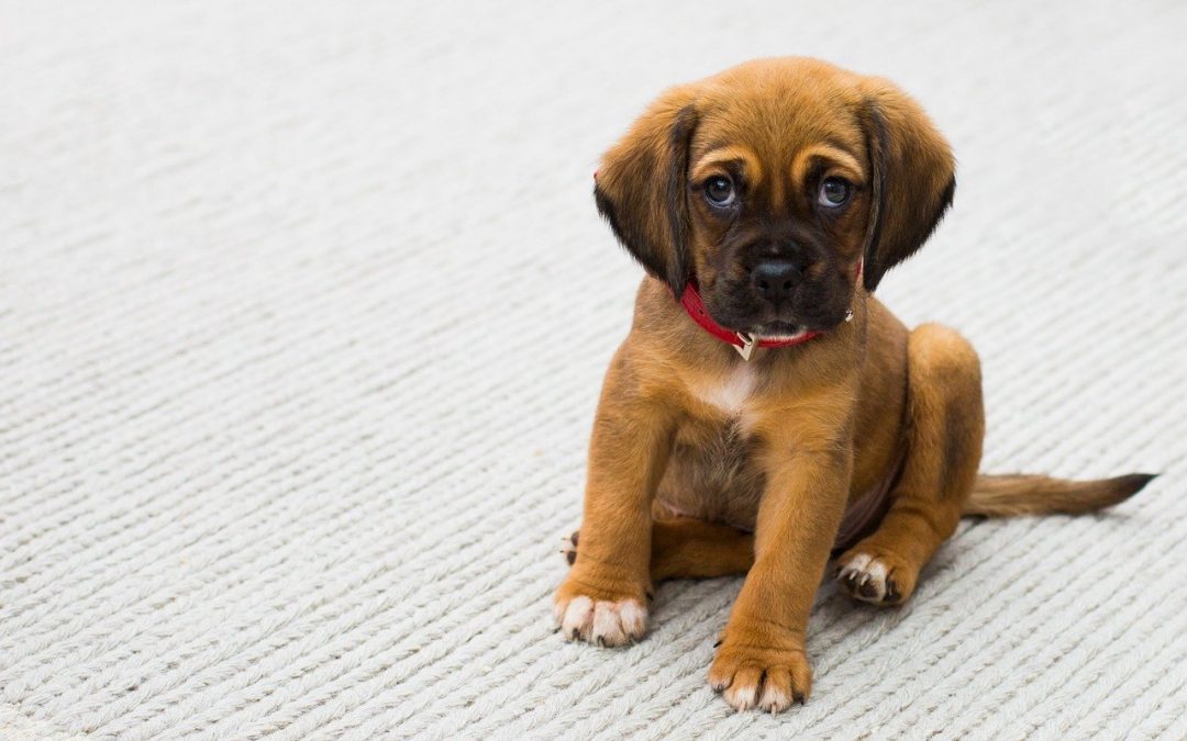 How Soon Should You Start Training Your New Puppy?