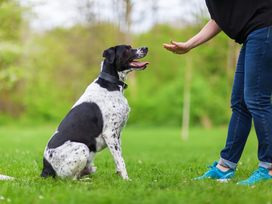 Dressage de chiens – Les compétences les plus importantes pour votre chien