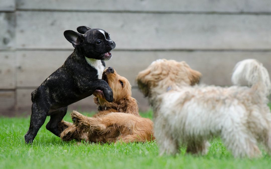 8 raisons d’investir dans le dressage canin