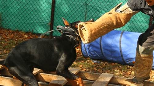 dog training - k9 training - dressage canin - Montreal / Vaudreuil